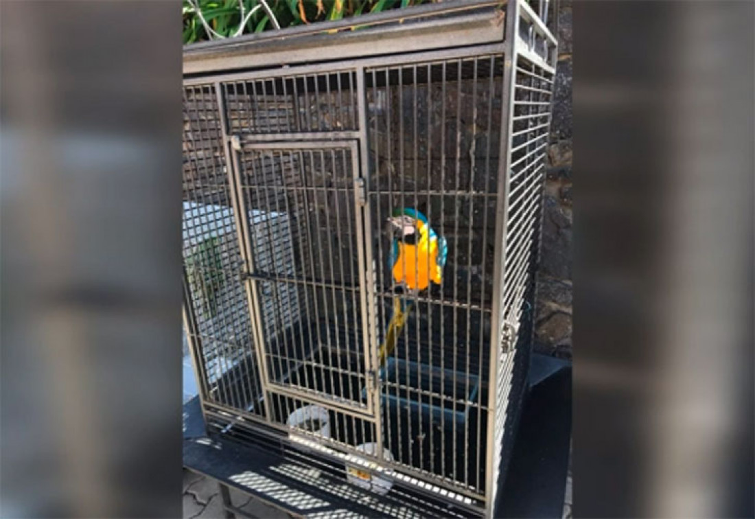 Balcedo tenía un zoológico con animales exóticos en su chacra en Uruguay