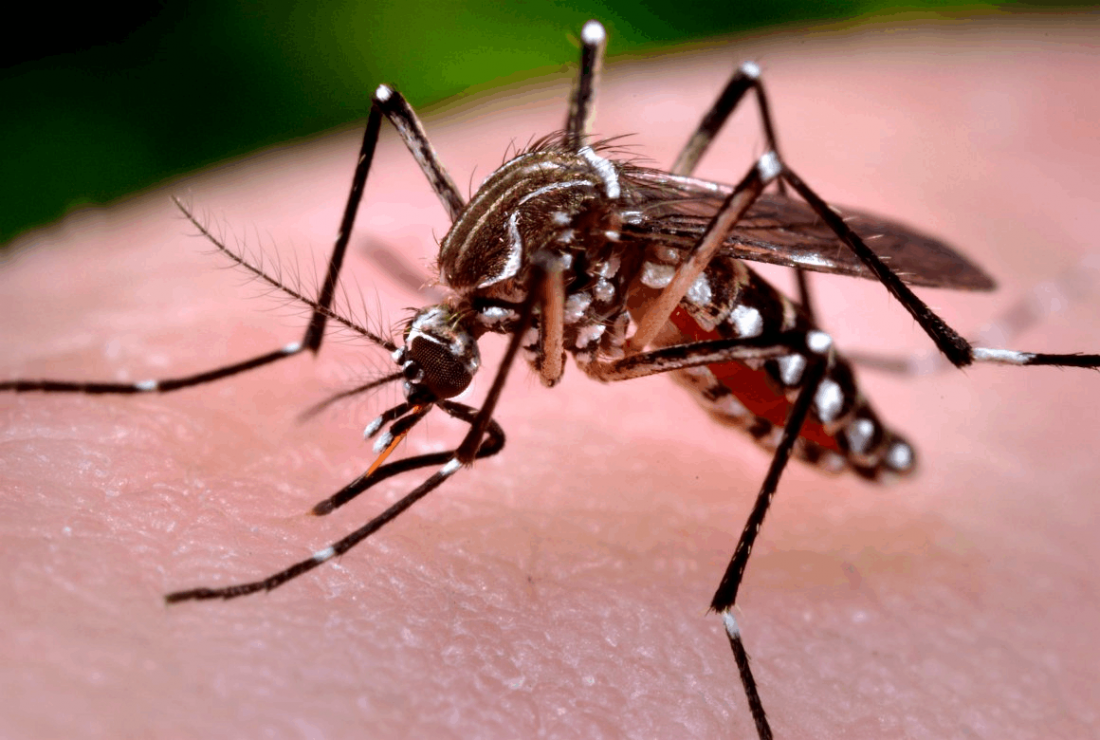 China: primer caso "importado" de Zika 