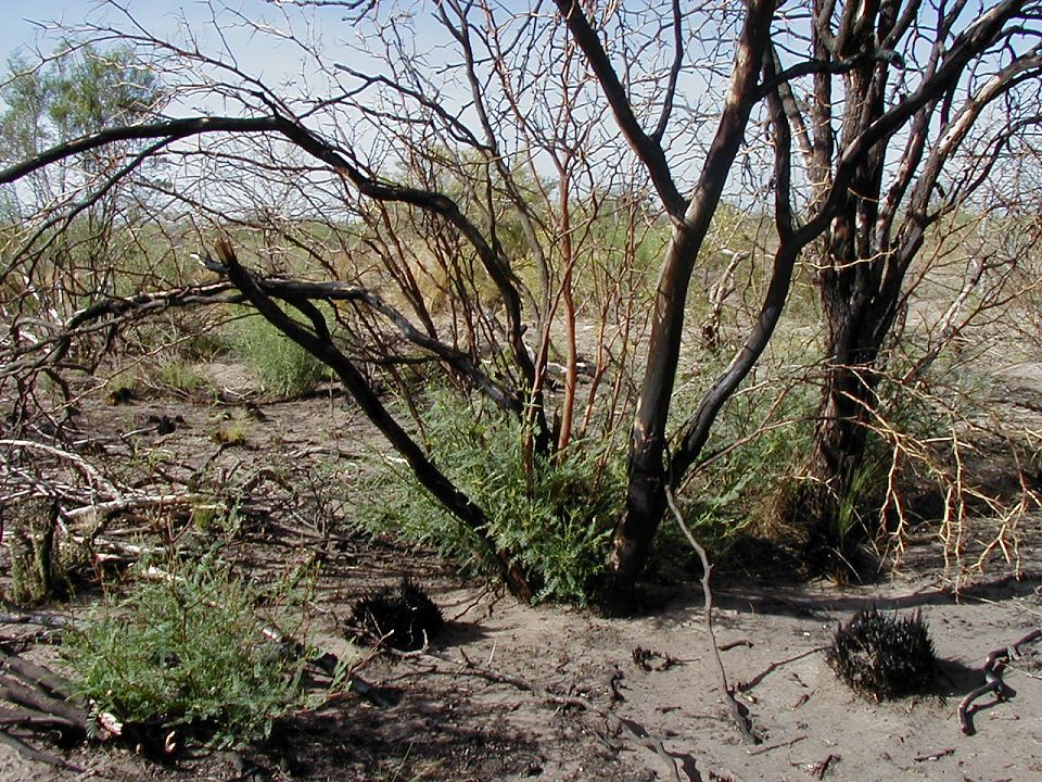 incendios forestales